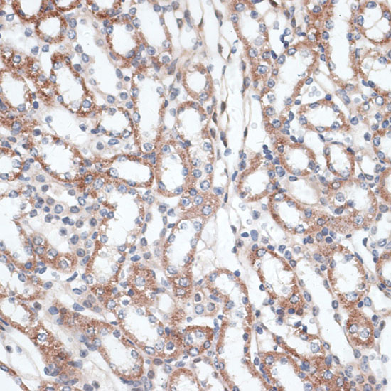 PLAA Polyclonal Antibody