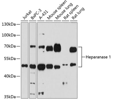 Heparanase 1 Polyclonal Antibody