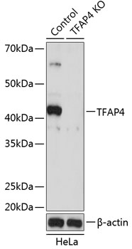 TFAP4 Polyclonal Antibody