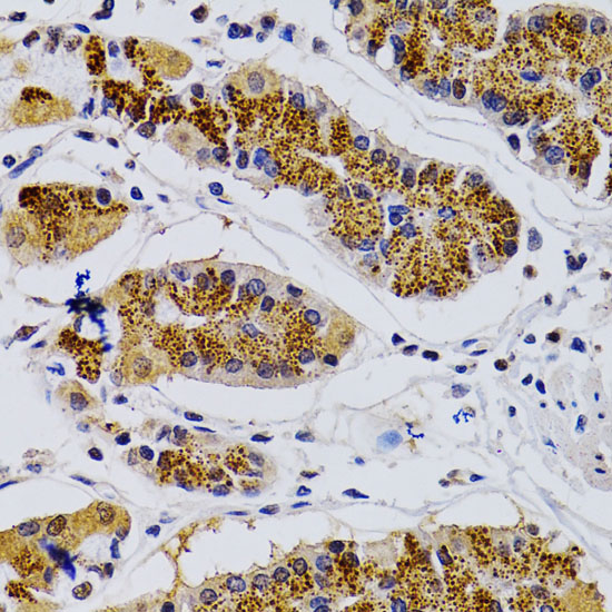 CDK7 antibody