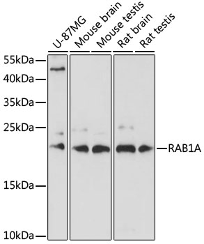 RAB1A Polyclonal Antibody
