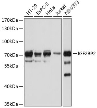 IGF2BP2 Rabbit Polyclonal Antibody
