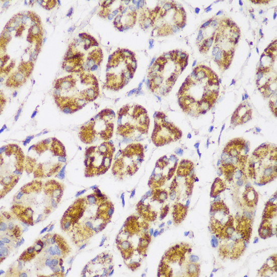 FNDC4 Polyclonal Antibody