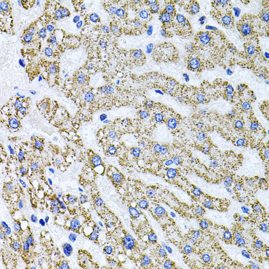 SDC2 antibody