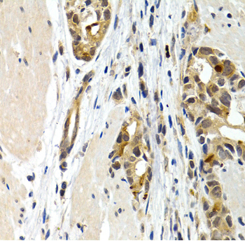 IL9 Rabbit Polyclonal Antibody