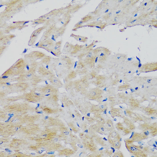FGFR2 Antibody