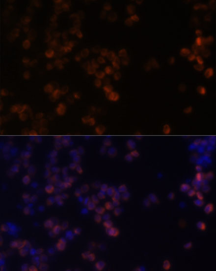ZYX antibody