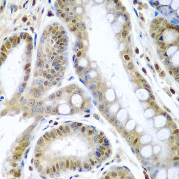 TNFSF10 antibody