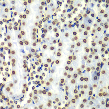 Histone H3 Rabbit Polyclonal Antibody