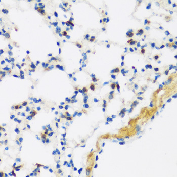APOBEC3F Polyclonal Antibody