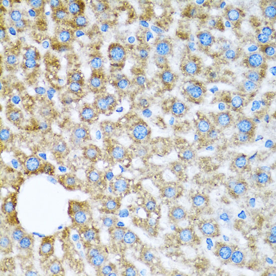 COX6A1 Polyclonal Antibody
