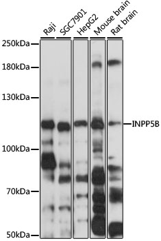 INPP5B Rabbit Polyclonal Antibody