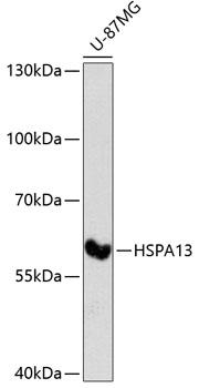HSPA13 Polyclonal Antibody