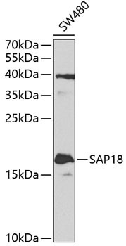 SAP18 Polyclonal Antibody
