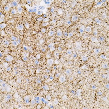 NTF3 antibody