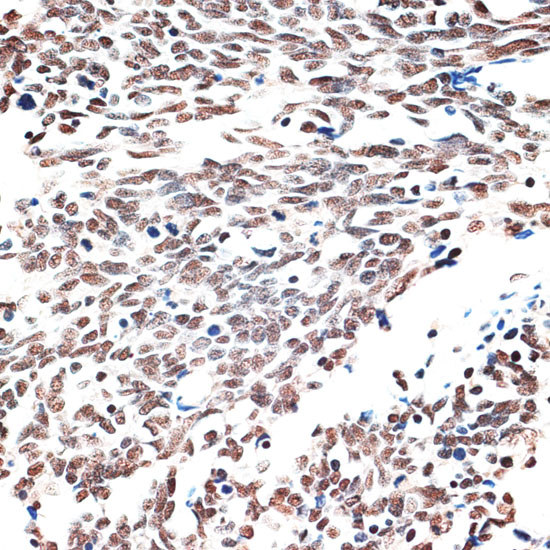 AQR Polyclonal Antibody