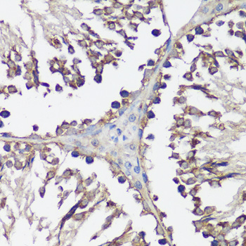 VAMP2 antibody