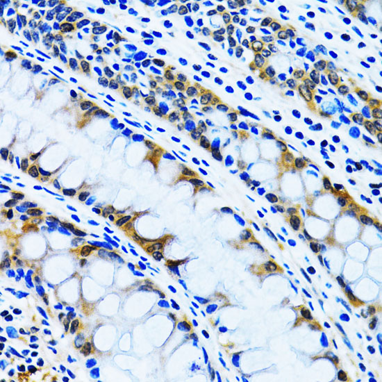 IMPA1 antibody