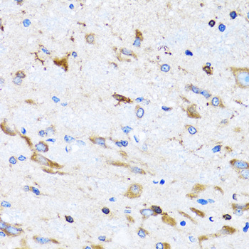 PTRH2 antibody