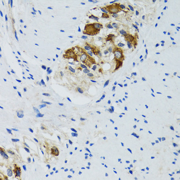 HYOU1 antibody