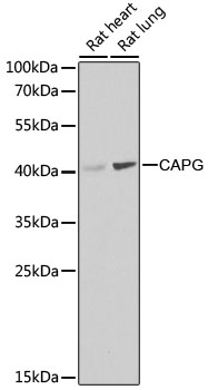 CAPG Polyclonal Antibody