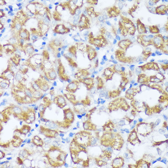 Beclin 1 Polyclonal Antibody