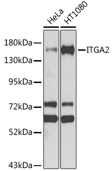 ITGA2 Polyclonal Antibody