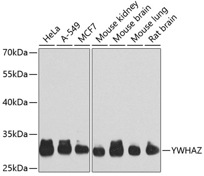 YWHAZ Polyclonal Antibody