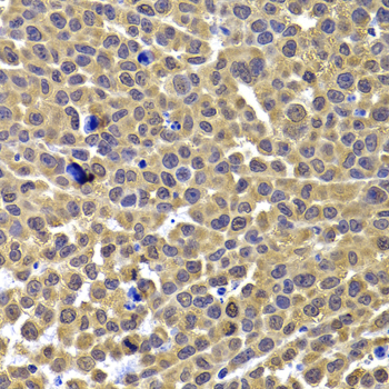 ARID3A Polyclonal Antibody