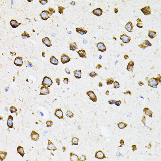 IRF1 Rabbit Polyclonal Antibody