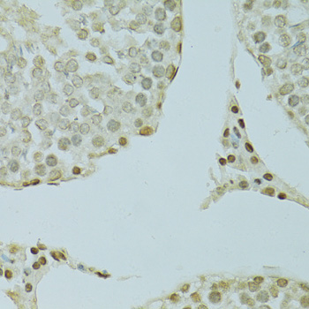 SAFB Polyclonal Antibody