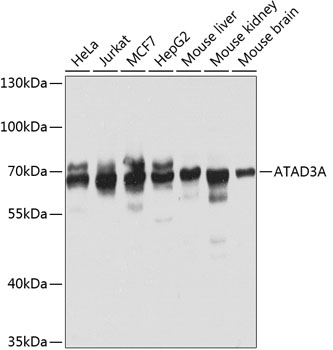ATAD3A Polyclonal Antibody