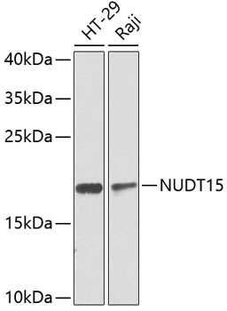 NUDT15 Polyclonal Antibody
