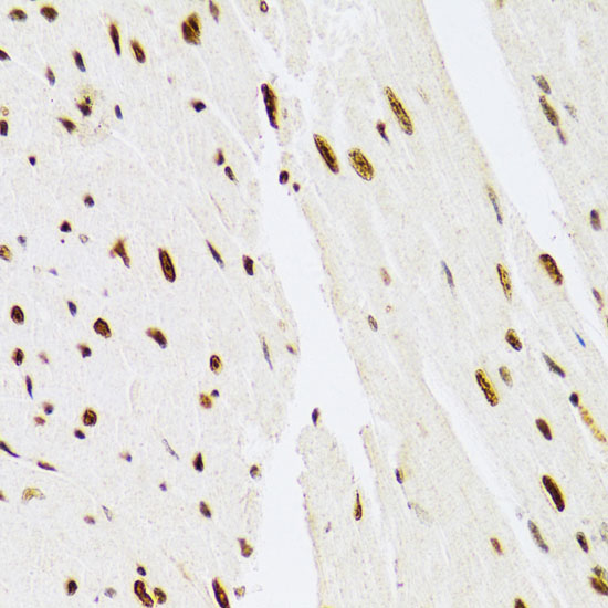 MAPK3 Antibody