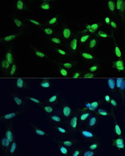 PPARG Antibody