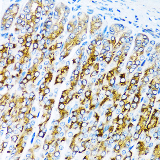 ACVR1C antibody
