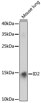 ID2 antibody