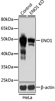 ENO1 Antibody
