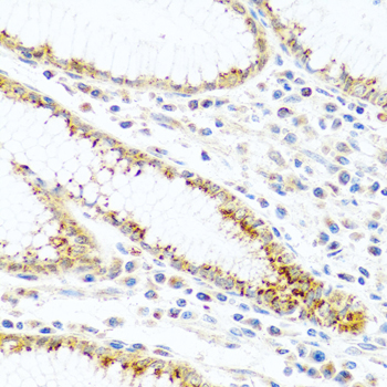 FAM3B antibody
