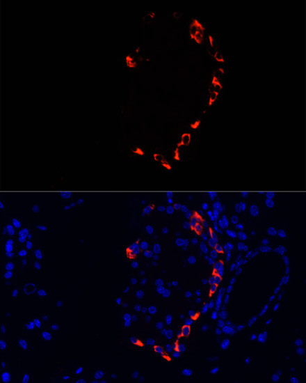 GCG antibody