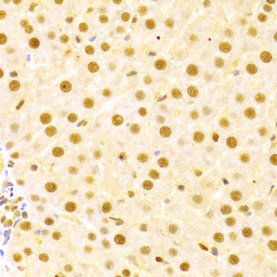 CDC25A Antibody