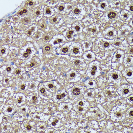 GADD45A Antibody