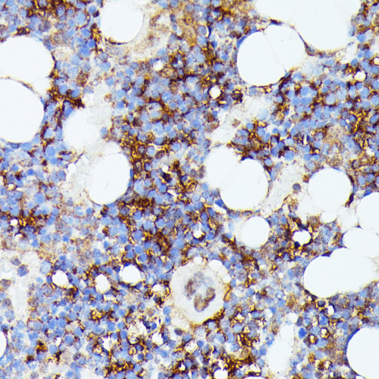AIF1 antibody