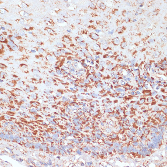 MRPL46 Polyclonal Antibody