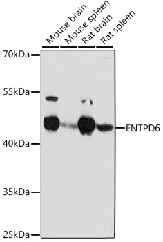 ENTPD6 Polyclonal Antibody