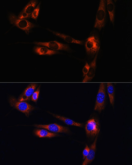 ADORA2A antibody