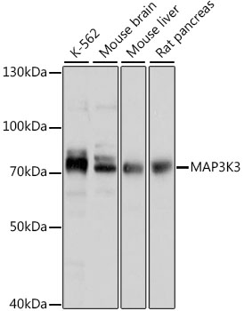 MAP3K3 Polyclonal Antibody