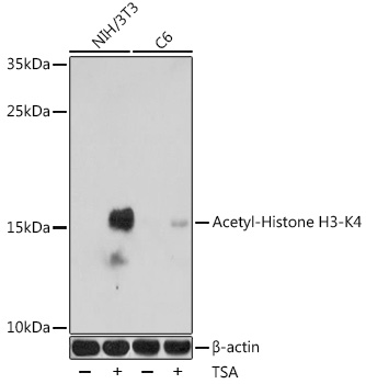 Acetyl-Histone H3-K4 pAb