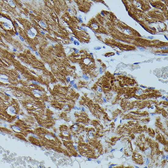 FKBP1B Polyclonal Antibody
