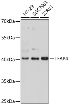 TFAP4 Polyclonal Antibody
